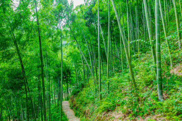 竹林小路