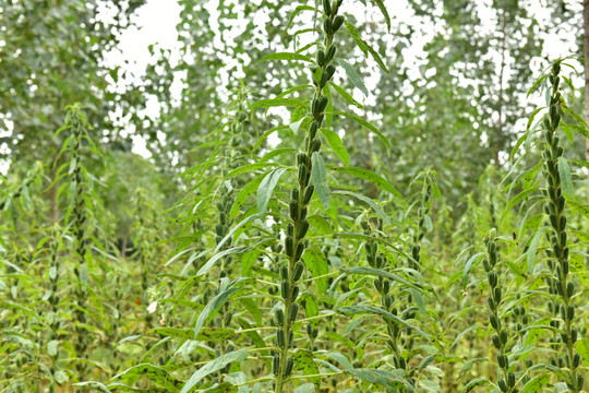 芝麻种植