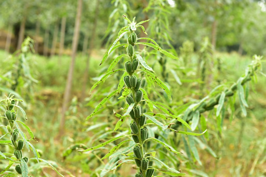 芝麻种植