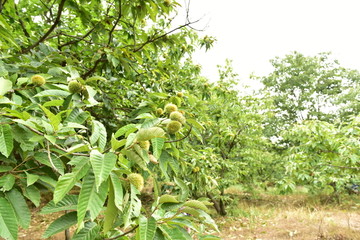 板栗树