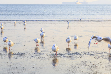 沙滩海鸥