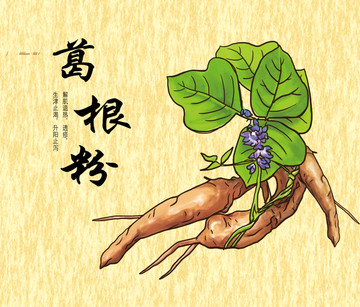 葛根插畫
