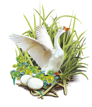 鵝蛋鵝插畫(huà)