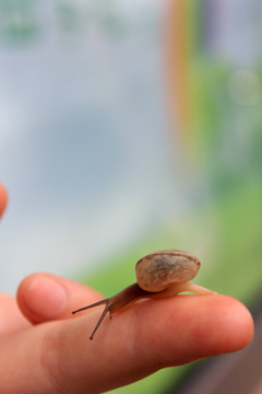 伸长触须的蜗牛