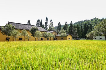 井冈山秋天丰收的稻田