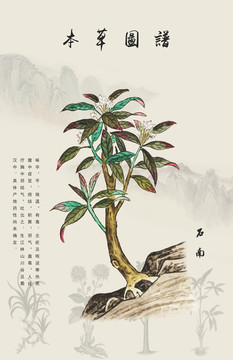 石南