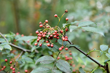 花椒樹(shù)上的花椒