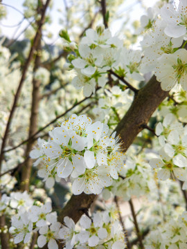 李子花