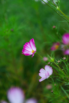 波斯菊