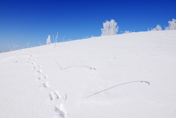 雪地