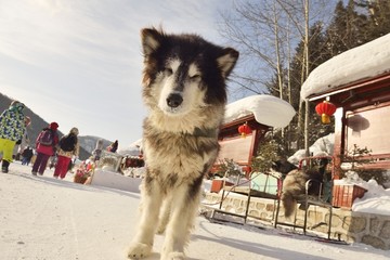 雪乡