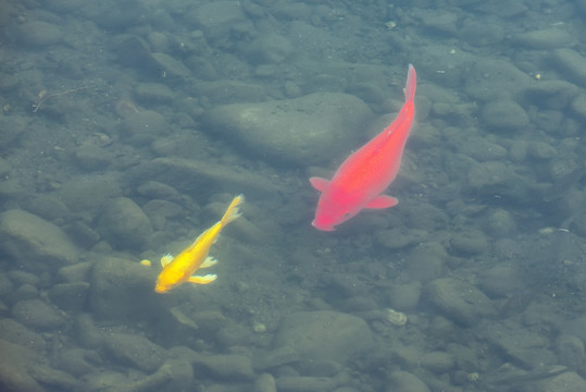 紅魚