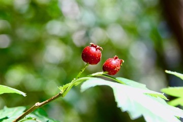 山里红