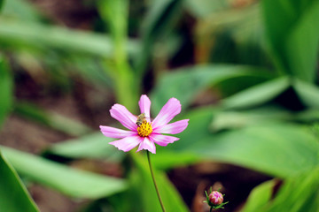 蜜蜂点秋英