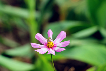 蜜蜂恋秋英