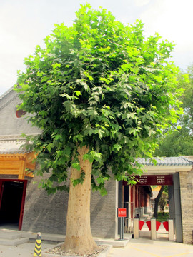 西安文庙门口大树