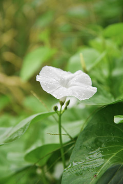 蕹菜花