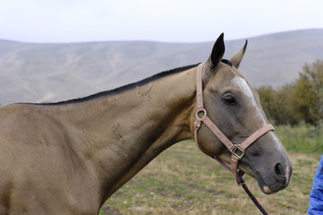 汗血寶馬