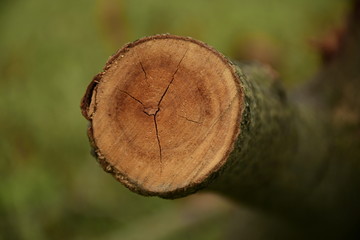 砍伐树干