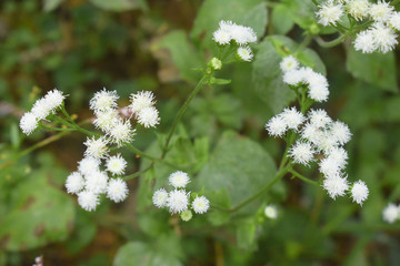 小花背景