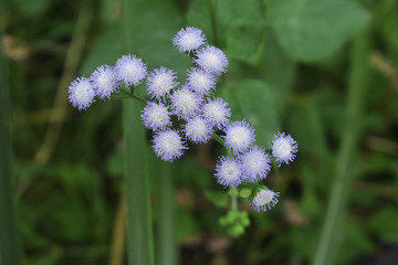 小蓝花