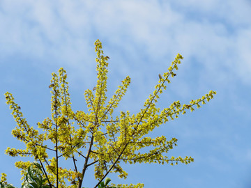 栾树花