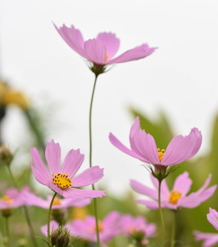 格桑花