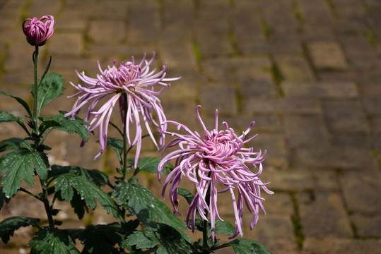 淡紫色菊花