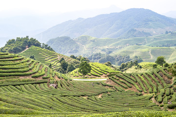 茶山