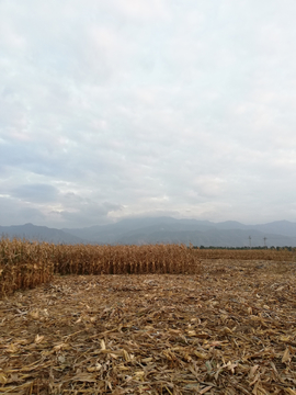 秋收旷野