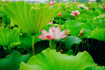 高淳固城湖水慢城荷花