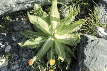 雪莲花植株