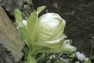 雪莲花