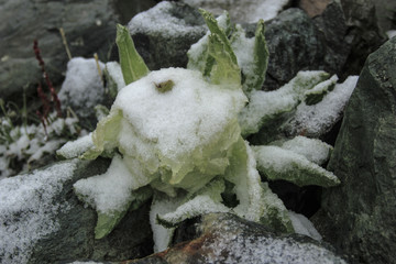 雪莲花