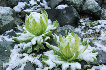 两朵雪莲花