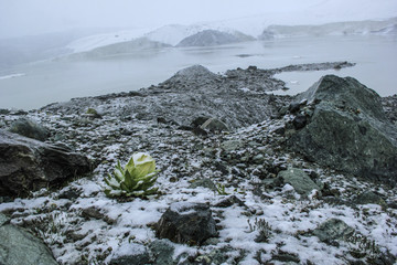 雪莲生境