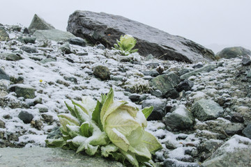 雪山雪莲