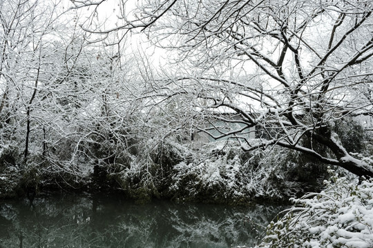 西溪雪景