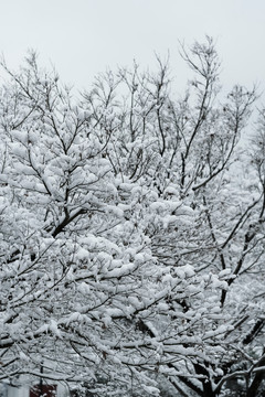 雪景