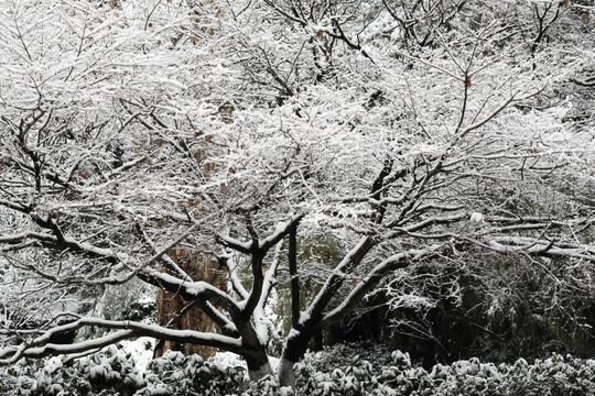 江南雪