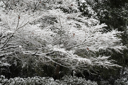 江南雪