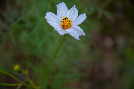 小野花