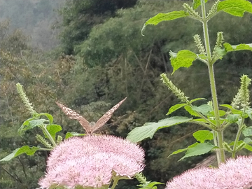 蝶戀花
