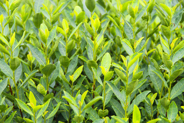 绿茶嫩叶