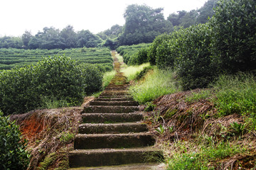 山林茶语