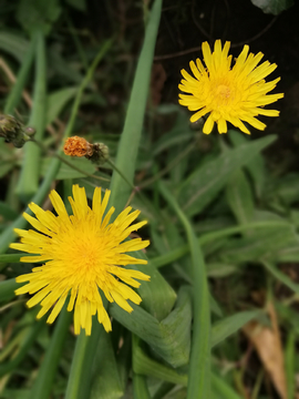 蒲公英花小黄花