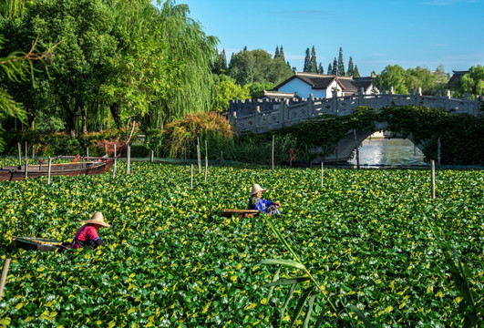 南湖菱