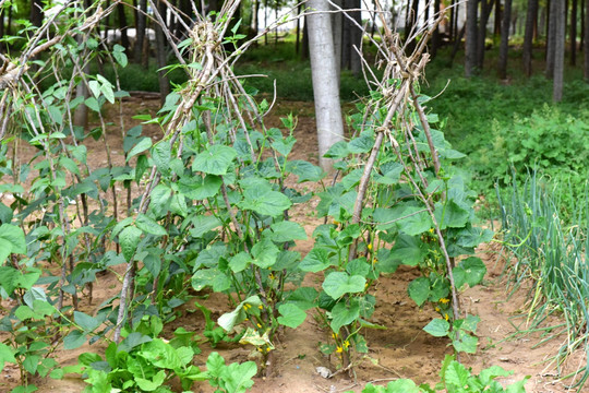 蔬菜种植