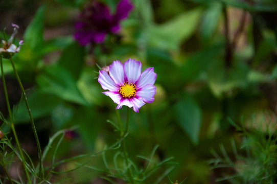 格桑花