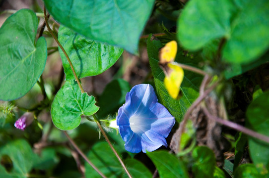 牵牛花